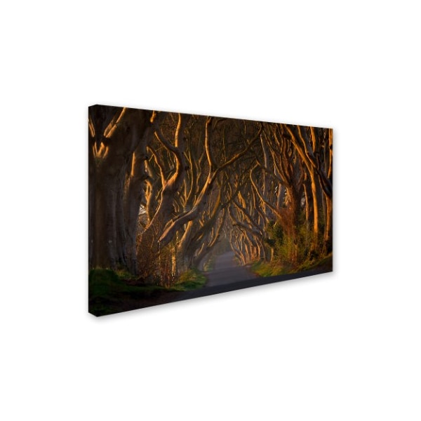 Piotr Galus 'The Dark Hedges In The Morning Sunshine' Canvas Art,22x32